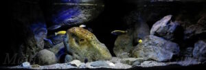 375 Liter Becken Mix Mbuna-Nonmbuna