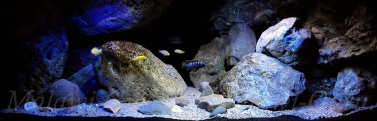 375 Liter Becken Mix Mbuna-Nonmbuna