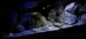 375 Liter Becken Mix Mbuna-Nonmbuna