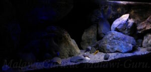 375 Liter Becken Mix Mbuna-Nonmbuna