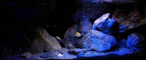 375 Liter Becken Mix Mbuna-Nonmbuna