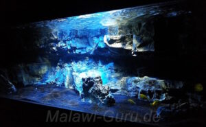 400 Liter Nonmbuna-Mbuna Mix Becken