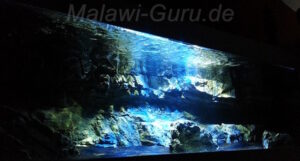 Malawisee-Aquarium mit 400 Litern 400 Liter Nonmbuna-Mbuna Mix Becken