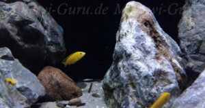 432 Liter Mbuna Becken