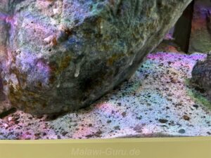 450 Liter Mbuna Malawisee