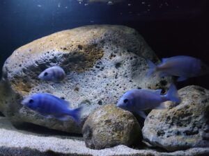 Nonmbuna Aquarium 450 Liter