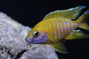 Nonmbuna Aquarium 450 Liter