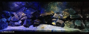 Aquarium mit Mbuna 540 Liter