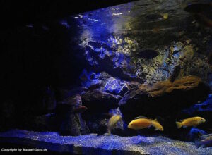 Aquarium mit Mbuna 540 Liter