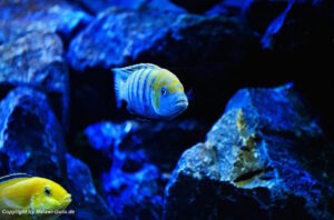 Aquarium mit Mbuna 540 Liter