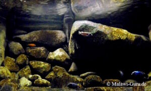 Mbuna Beckenbeispiel 540 Liter