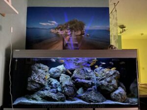 Aquarium 540 Liter-Mbuna