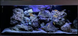 Das Aquarium 540 Liter-Mbuna Aquarium mit allen Eckdaten! Aquarium 540 Liter-Mbuna