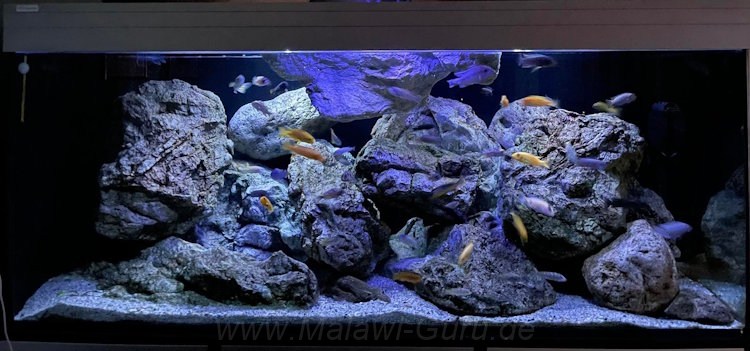 Aquarium 540 Liter-Mbuna