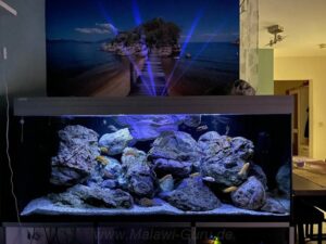 Aquarium 540 Liter-Mbuna