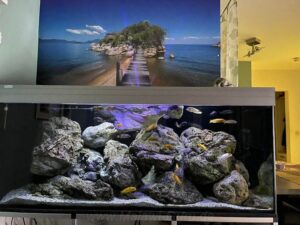 Aquarium 540 Liter-Mbuna