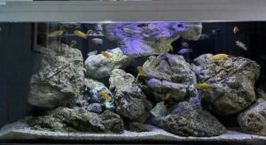 Aquarium 540 Liter-Mbuna