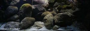 Malawisee-Becken-Aquarienarchiv