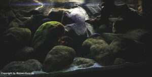 Utaka Becken mit 540 Liter