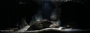 560‑Liter-Aquarium 560 Liter Becken aus der Sandzone
