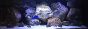 576 Liter Malawi-Aquarium