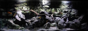576 Liter Malawisee Aquarium