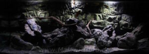 576 Liter Malawisee Aquarium