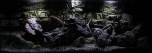 576 Liter Malawisee Aquarium