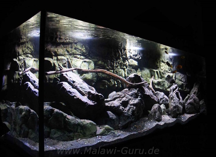 576 Liter Malawisee Aquarium