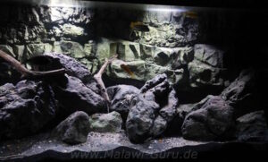 576 Liter Malawisee Aquarium