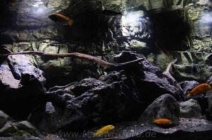 576 Liter Malawisee Aquarium