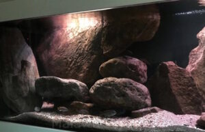 576 Liter Malawisee Becken