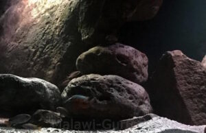 576 Liter Malawisee Becken