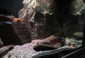 576 Liter Malawisee Becken