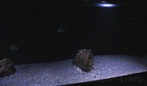 576 Liter Lethrinops-Aquarium