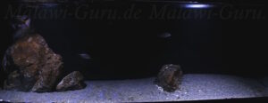 576‑Liter-Aquarium 576 Liter Lethrinops-Aquarium
