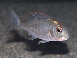 576 Liter Lethrinops-Aquarium