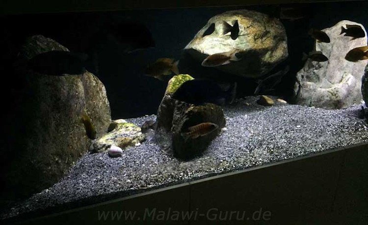600 Liter Nonmbuna Aquarium