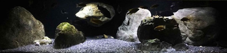 600 Liter Nonmbuna Aquarium