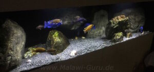600 Liter Nonmbuna Aquarium