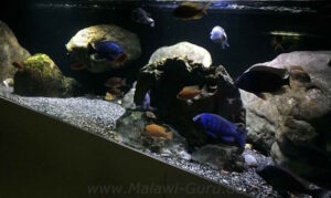 600 Liter Nonmbuna Aquarium