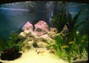 600 Liter Nonmbuna Aquarium