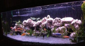600 Liter Nonmbuna Aquarium