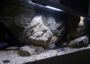 625 Liter Malawisee Becken