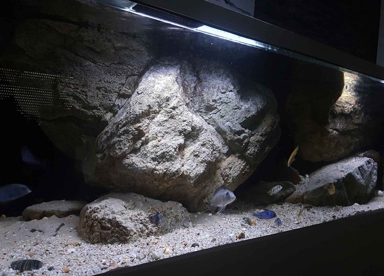 625 Liter Malawisee Becken