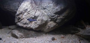 625 Liter Malawisee Becken