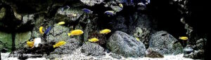 640 Liter Becken mit Mbuna
