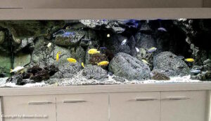 640 Liter Becken mit Mbuna