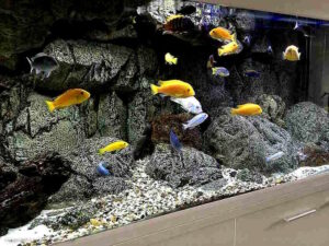 640 Liter Becken mit Mbuna