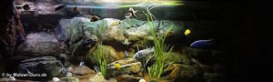 648 Liter Malawisee Becken